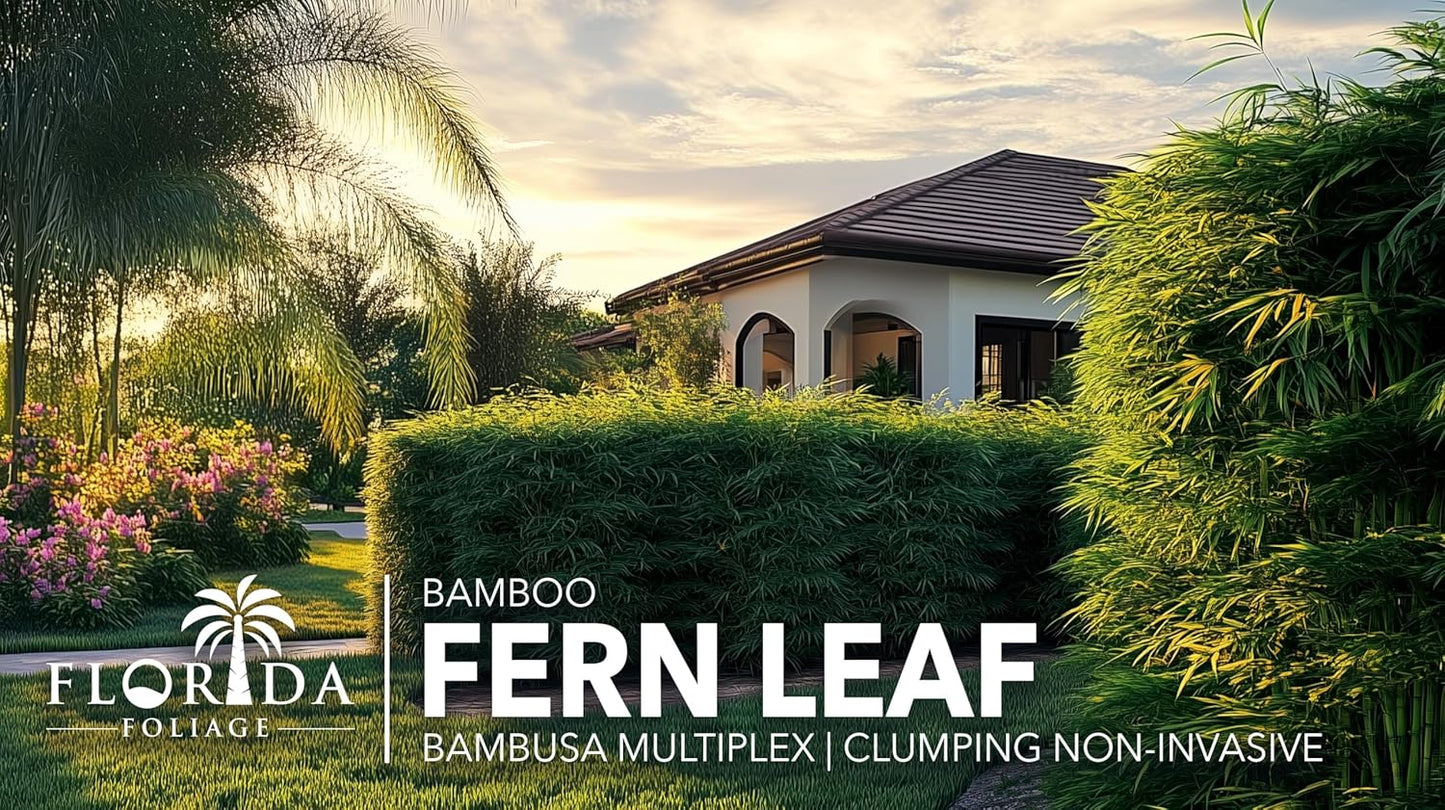 Bamboo Fernleaf | 3 Large Gallon Size Plant | Bambusa multiplex | Clumping Bamboo Privacy Screen | Fast Growing Hedge Windbreak Gardens Walkways Borders Decorative Accent Garden Feature Zone